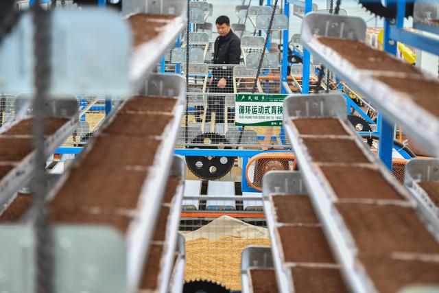 （新华全媒+）科技育苗助力春耕生产