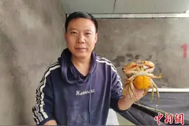 “中国青蟹之乡”实现规模化苗种繁育  打造“共富”全产业链图片