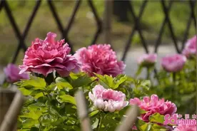 我和牡丹有个约会｜当古诗词遇上国色天香，看中国古人的牡丹浪漫图片