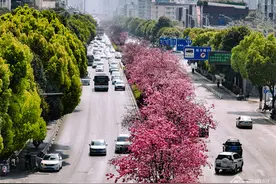 高清组图｜昆明穿金路：“樱花大道”展春城魅力图片