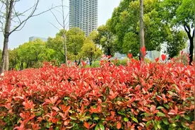 美丽吉安：春天的红叶石楠鲜艳夺目图片