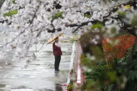 春风化雨时，雨中赏樱也是一种浪漫图片