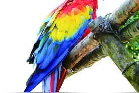 绯红金刚鹦鹉，洪都拉斯精灵图片