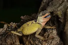 19个新物种，被发现了！图片