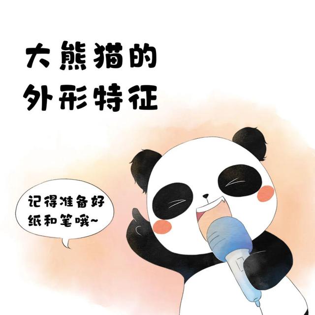 大熊猫外形特点描写（滚滚漫画大熊猫的外形特征）