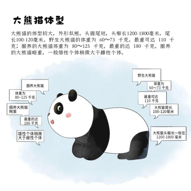 滚滚漫画 | 大熊猫的外形特征