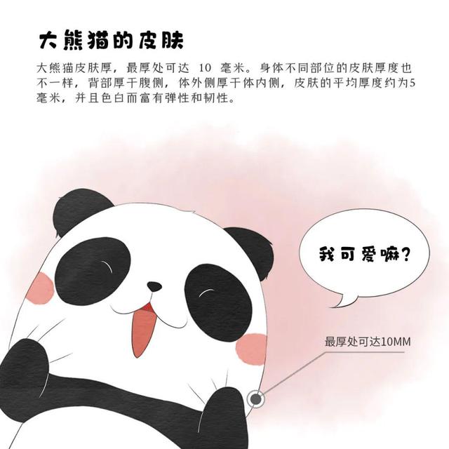 滚滚漫画 | 大熊猫的外形特征