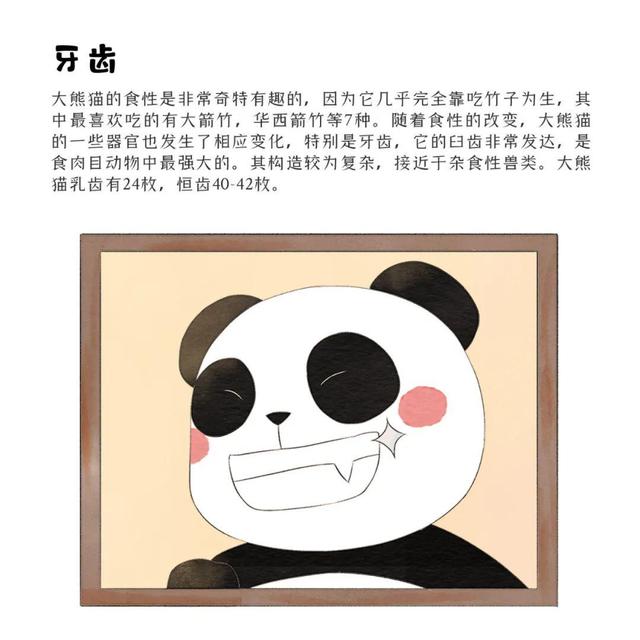 滚滚漫画 | 大熊猫的外形特征