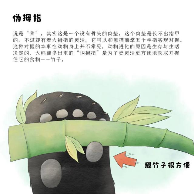 滚滚漫画 | 大熊猫的外形特征