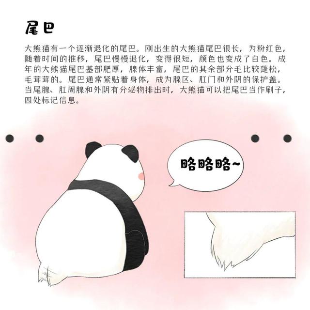 滚滚漫画 | 大熊猫的外形特征