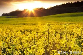 青未了｜绽放生命的油菜图片