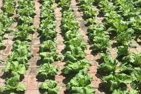 现实版“开心农场”！魔都郊外掀起租地种菜热！包地一年1千多，上海人抢破头！图片