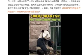 大熊猫被小鸟薅毛毫无反应淡定干饭 喜鹊想做个毛绒窝？图片