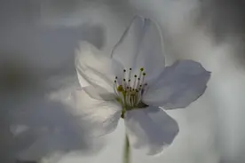 （外代二线）华盛顿樱花盛开图片