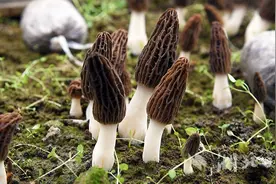 谷城：“小伞苞”破土而出 羊肚菌撑开群众“致富伞”图片