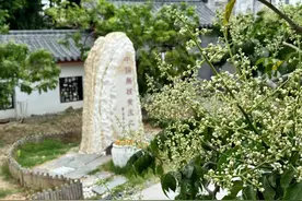 云浮郁南：黄皮花开美如画图片