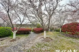 春雨过后，南京铺上一层樱花地毯图片