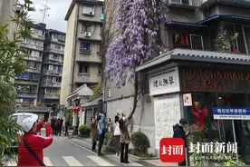 好花不怕巷子深 这株盛开的紫藤如同紫色瀑布 火爆出圈成网红图片