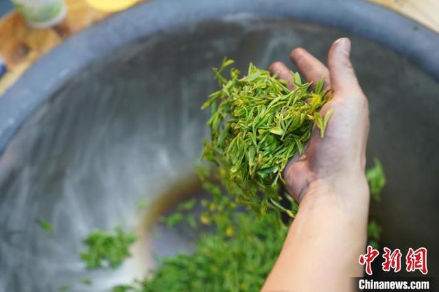 西湖龙井茶炒茶王大赛开赛 年轻人炒茶热情高
