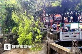 福州市区突发！十米高的大树暴雨中倒下，压倒路人图片