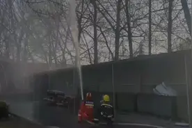 果然视频|马蜂在10米高树顶筑巢，消防员一“枪”清除图片