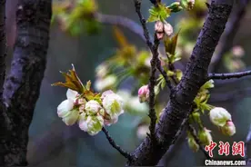 南京玄武湖会变色的樱花开了图片