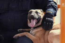 功勋犬来啦 | 全能警犬黑豹图片