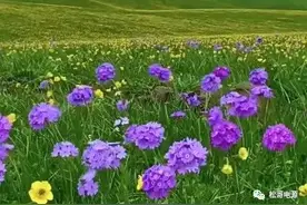 超结功率MOSFET输出电容迟滞效应及ZVS软开关影响图片