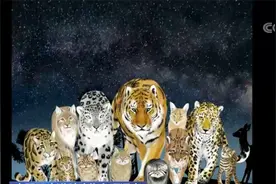 我国是猫科动物最丰富的国家之一！来看看你认识多少种猫图片