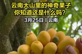 云南大山里的神奇果子 你知道这是什么吗？图片