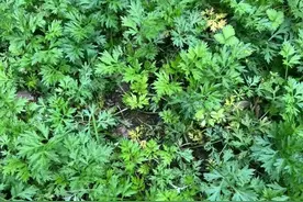 尝一口蒿子粑粑 藏一段春日好时光图片