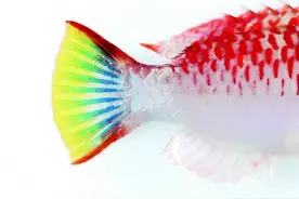 鱼尾中的斑斓世界图片