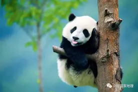 别被大熊猫呆萌的外表迷惑了……图片