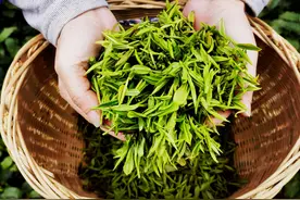 陕西安康百万余亩春茶进入采摘期图片