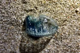 有剧毒，看到立即远离！很多人都打算去这里，务必提防它们……图片