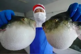 注意！这种鱼不要买、不要吃！0.5毫克即可致死图片