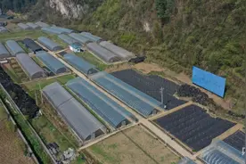 贵州纳雍：车厘子花开满棚绽春意图片