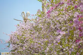 春暖花开丨夜色撩人，那是一场属于紫荆花的风花雪月！图片