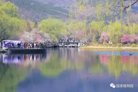 国家植物园已成花的海洋，山桃花期较短欲看从速！附赏花地图图片