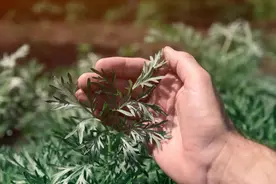 艾草被誉为“百草之王”，安神又祛湿！但别犯1个错，否则太伤身图片