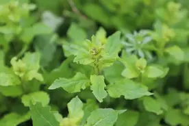 踏春寻味！金山这里的头茬枸杞芽上市了图片