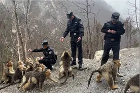 图集｜挂身上、扯裤子 从民警手中抢食物 川金丝猴和九寨公安的亲密接触图片