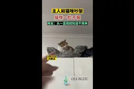 主人和猫咪吵架，猫咪一脸不服，网友：头一歪我就知道不简单图片