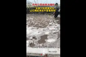 养殖户用电脉冲捕虾，“水放小后密度太大让它跳起来不容易踩到”图片