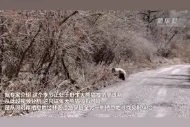 民警巡逻途中邂逅野生大熊猫，它在干啥？图片