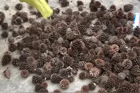 云南小伙用松果制作花瓶图片