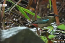 全球不到一万只！“鸟中仙女”仙八色鸫现身惠东图片
