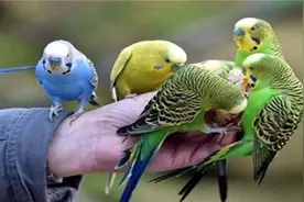 近期多人感染“鹦鹉热”  严重或致肺炎视频封面