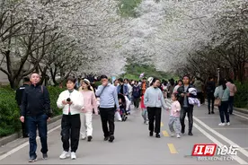 不用羡慕远方，长沙家门口就有樱花园图片