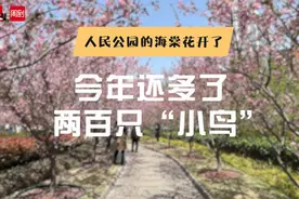 人民公园的海棠花开了，今年树上还多了两百只“小鸟”！图片